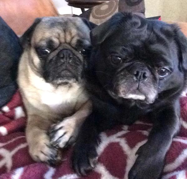 /images/uploads/pug nation rescue of los angeles/pugnation2020/entries/11246thumb.jpg